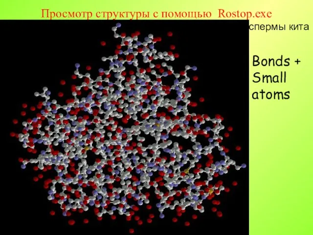 Просмотр структуры с помощью Rostop.exe Bonds + Small atoms Миоглобин из спермы кита