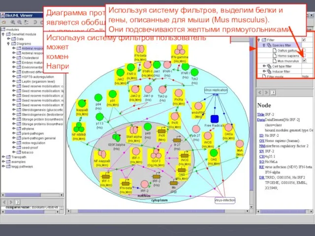 Диаграмма противовирусного ответа является обобщением по 3 видам организмов: цыпленок (Gallus gallus)