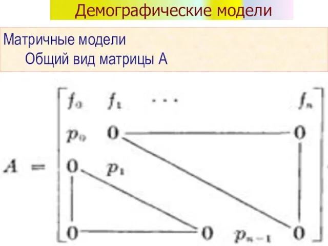 Демографические модели Матричные модели Общий вид матрицы А