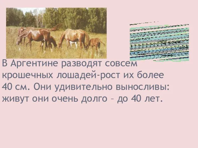 В Аргентине разводят совсем крошечных лошадей-рост их более 40 см. Они удивительно