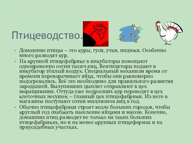 Птицеводство. Домашние птицы – это куры, гуси, утки, индюки. Особенно много разводят