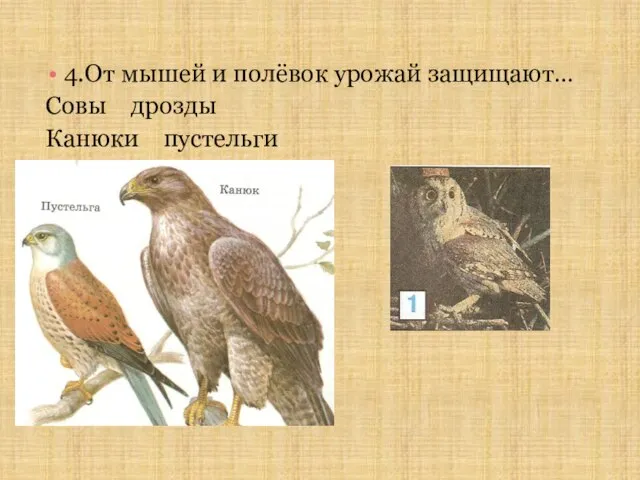 4.От мышей и полёвок урожай защищают… Совы дрозды Канюки пустельги