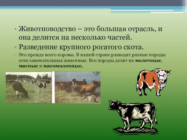 Животноводство – это большая отрасль, и она делится на несколько частей. Разведение