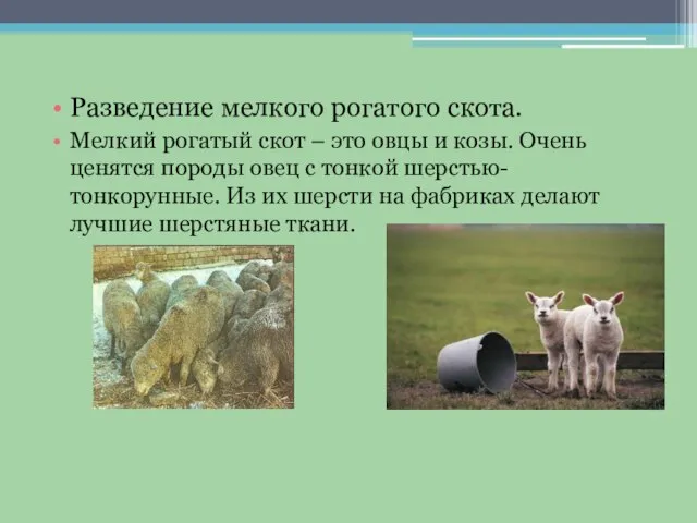 Разведение мелкого рогатого скота. Мелкий рогатый скот – это овцы и козы.