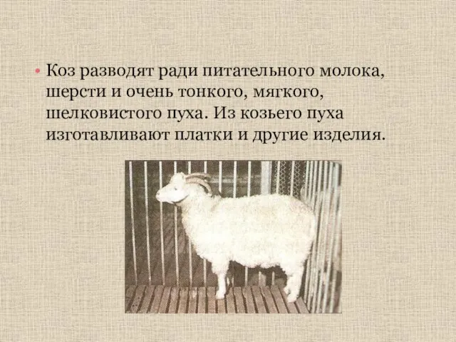 Коз разводят ради питательного молока, шерсти и очень тонкого, мягкого, шелковистого пуха.