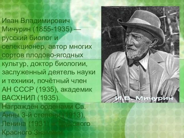 Иван Владимирович Мичурин (1855-1935) — русский биолог и селекционер, автор многих сортов