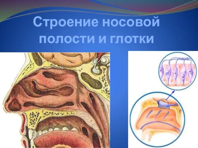 Строение носовой полости и глотки