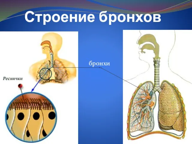 Строение бронхов бронхи