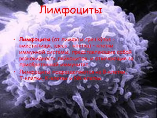 Лимфоциты Лимфоциты (от лимфа и греч.kýtos - вместилище, здесь - клетка) –