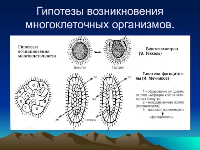 Гипотезы возникновения многоклеточных организмов.