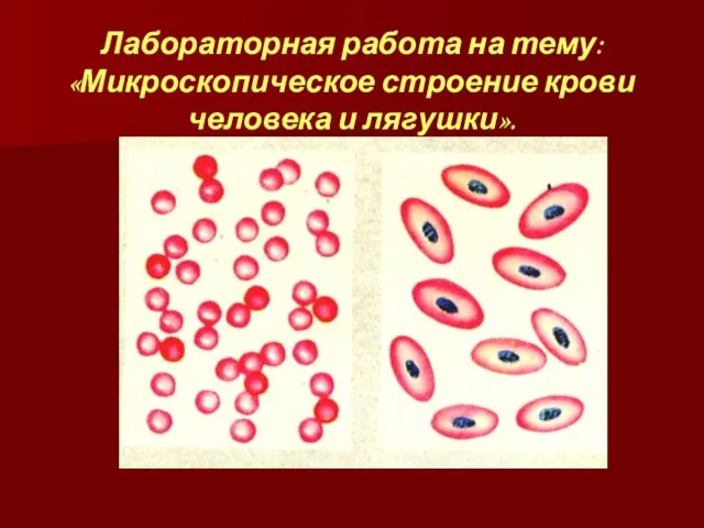 Лабораторная работа на тему: «Микроскопическое строение крови человека и лягушки».