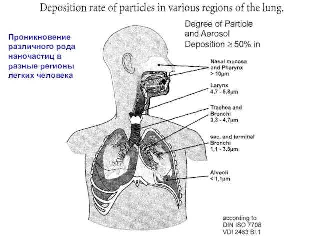 Проникновение различного рода наночастиц в разные регионы легких человека