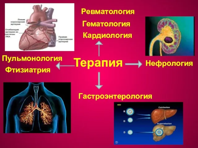 Терапия Кардиология Фтизиатрия Гастроэнтерология Нефрология Пульмонология Гематология Ревматология