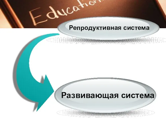 Репродуктивная система Развивающая система