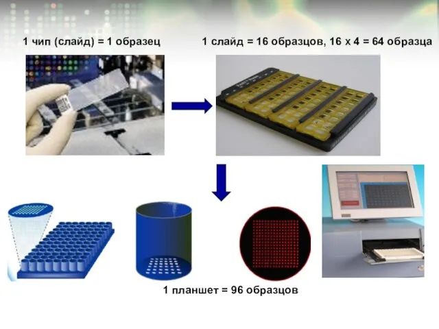 1 чип (слайд) = 1 образец 1 слайд = 16 образцов, 16