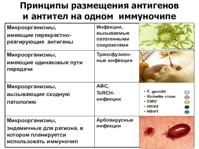 Принципы размещения антигенов и антител на одном иммуночипе