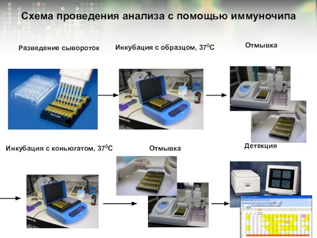 Схема проведения анализа с помощью иммуночипа Разведение сывороток Инкубация с образцом, 370С