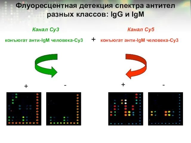 Флуоресцентная детекция спектра антител разных классов: IgG и IgM конъюгат анти-IgM человека-Сy3