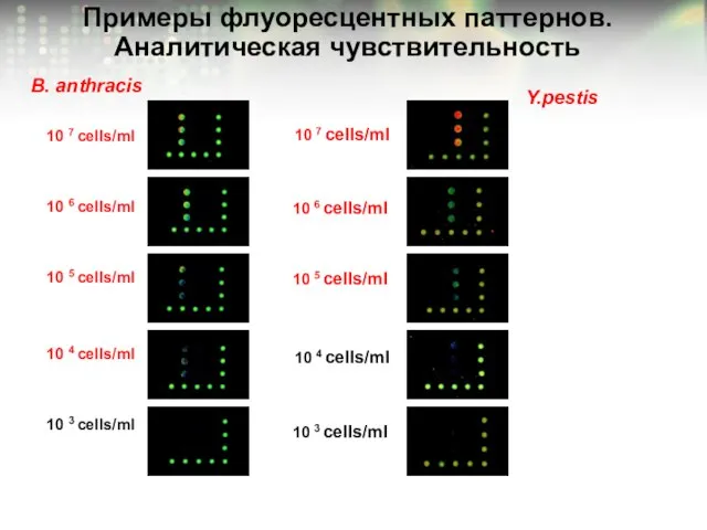 Примеры флуоресцентных паттернов. Аналитическая чувствительность Y.pestis B. anthracis 10 3 cells/ml 10