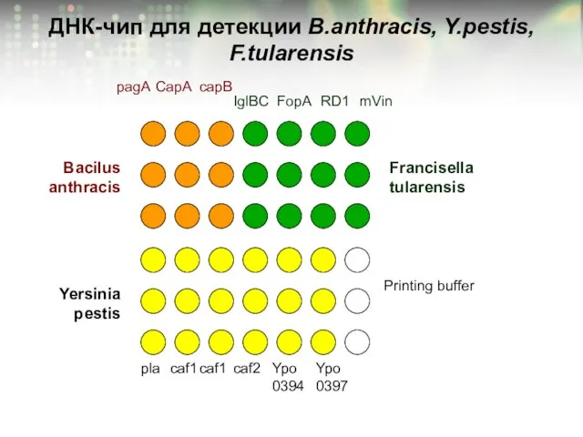 ДНК-чип для детекции B.anthracis, Y.pestis, F.tularensis pagA Bacilus anthracis Yersinia pestis Francisella