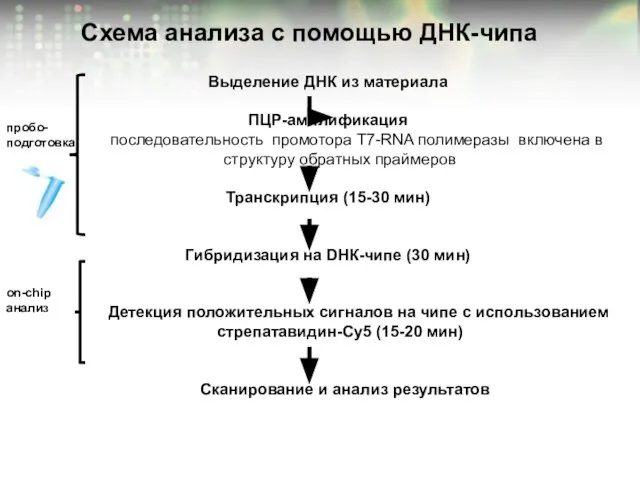 Схема анализа с помощью ДНК-чипа Выделение ДНК из материала ПЦР-амплификация последовательность промотора