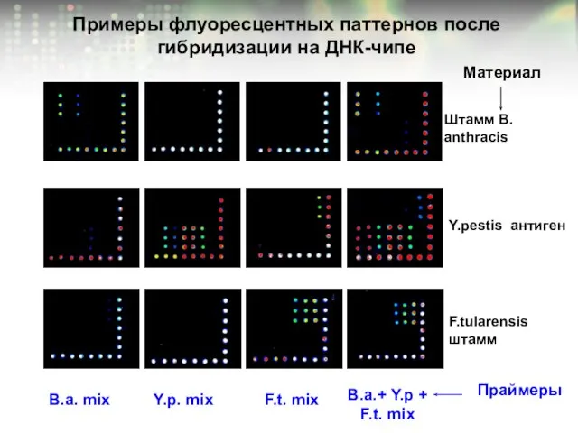 Примеры флуоресцентных паттернов после гибридизации на ДНК-чипе B.a. mix Y.p. mix F.t.