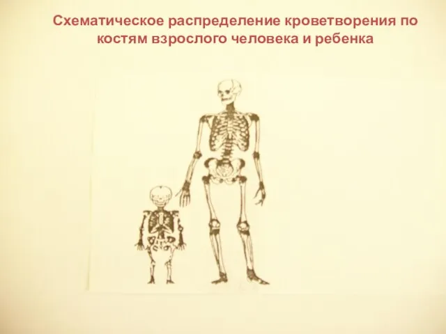 Схематическое распределение кроветворения по костям взрослого человека и ребенка