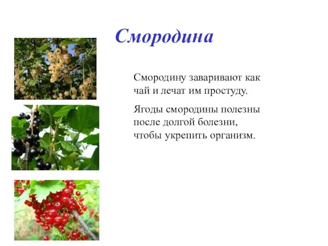 Смородина Смородину заваривают как чай и лечат им простуду. Ягоды смородины полезны