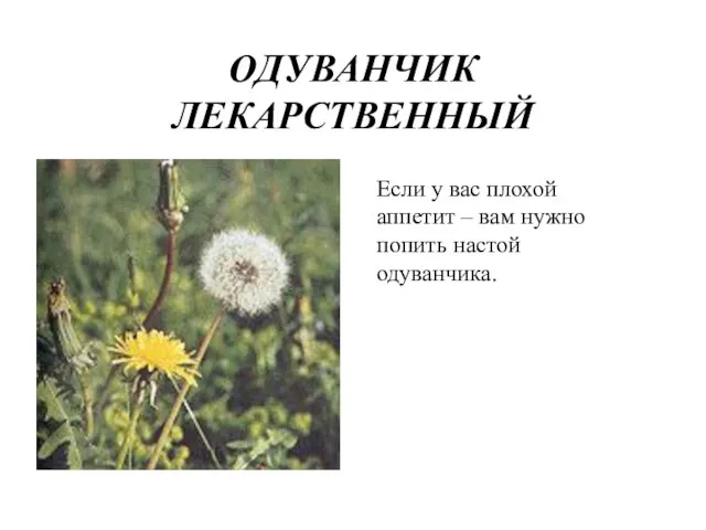 ОДУВАНЧИК ЛЕКАРСТВЕННЫЙ Если у вас плохой аппетит – вам нужно попить настой одуванчика.