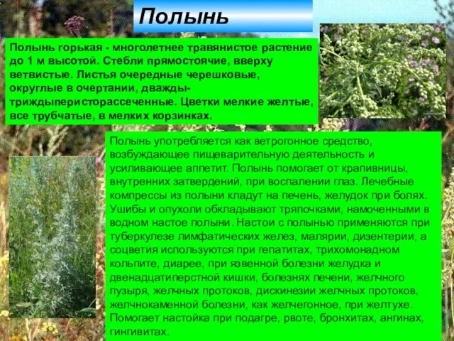 Полынь горькая Полынь горькая - многолетнее травянистое растение до 1 м высотой.