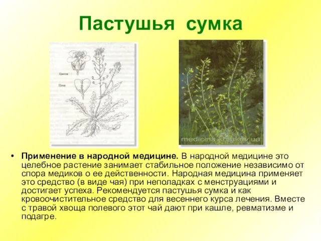 Пастушья сумка Применение в народной медицине. В народной медицине это целебное растение