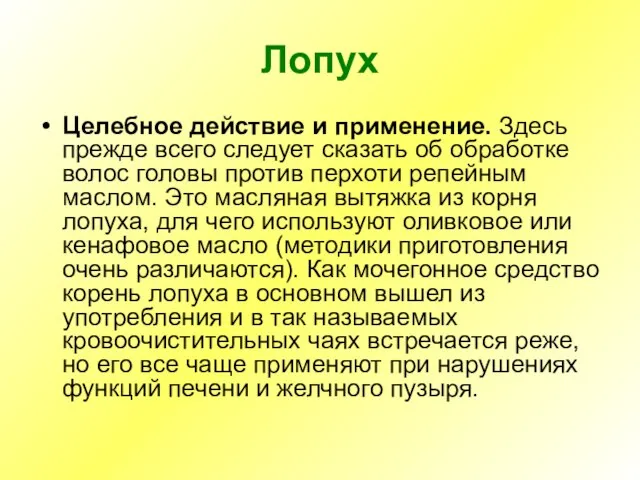 Лопух Целебное действие и применение. Здесь прежде всего следует сказать об обработке