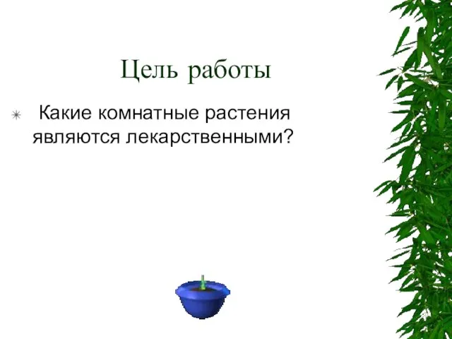 Цель работы Какие комнатные растения являются лекарственными?