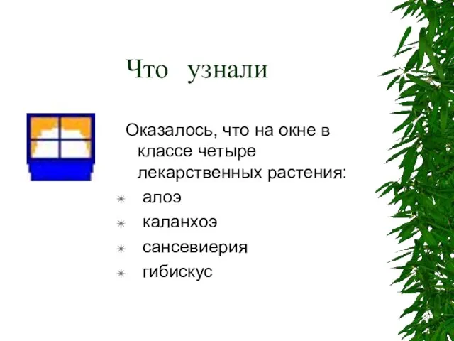 Что узнали Оказалось, что на окне в классе четыре лекарственных растения: алоэ каланхоэ сансевиерия гибискус