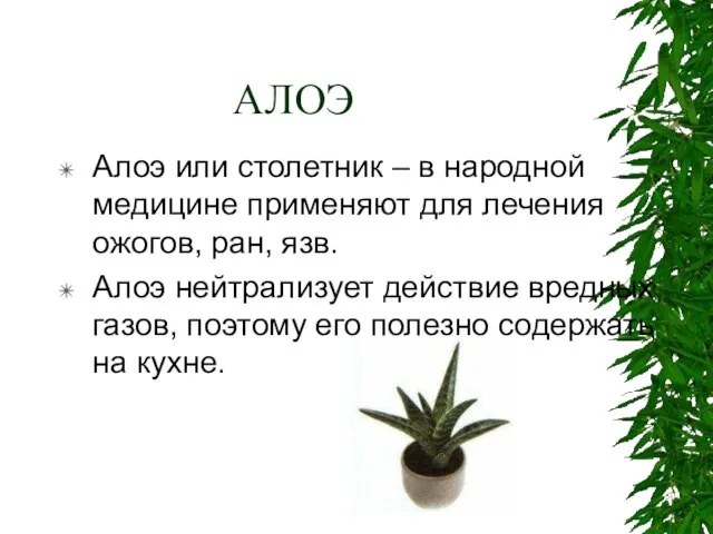 АЛОЭ Алоэ или столетник – в народной медицине применяют для лечения ожогов,