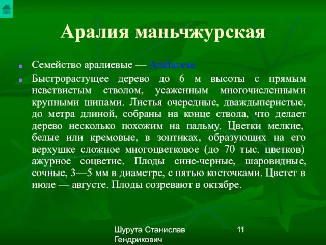 Шурута Станислав Гендрикович Аралия маньчжурская Семейство аралиевые — Araliaceae Быстрорастущее дерево до