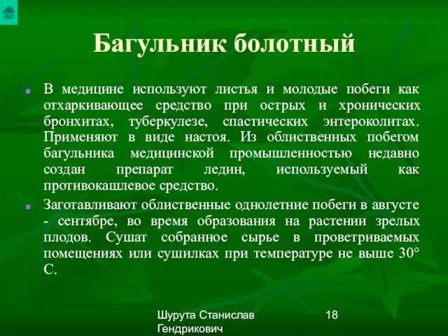 Шурута Станислав Гендрикович Багульник болотный В медицине используют листья и молодые побеги