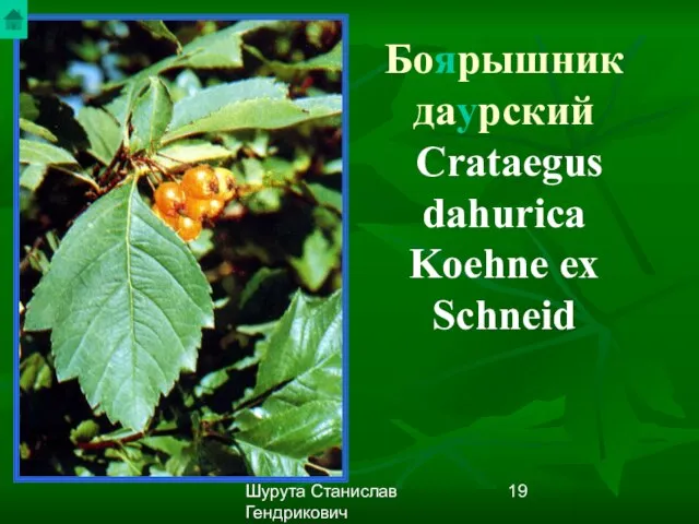 Шурута Станислав Гендрикович Боярышник даурский Crataegus dahurica Koehne ex Schneid