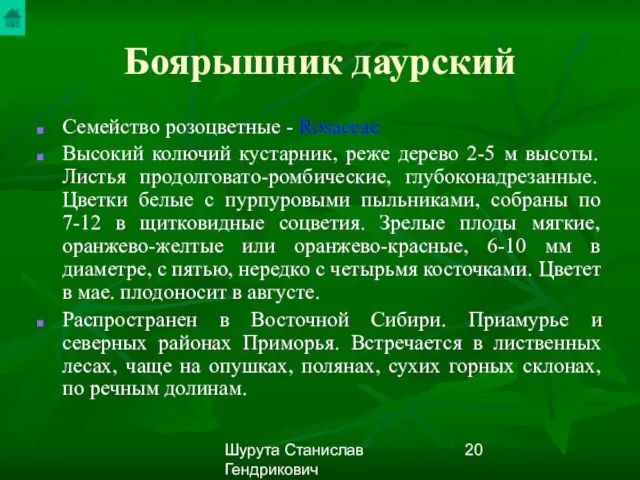 Шурута Станислав Гендрикович Боярышник даурский Семейство розоцветные - Rosaceae Высокий колючий кустарник,