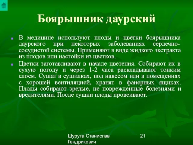 Шурута Станислав Гендрикович Боярышник даурский В медицине используют плоды и цветки боярышника