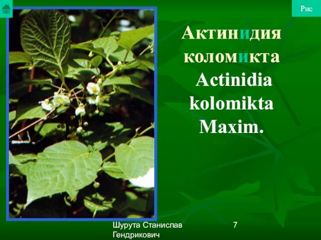 Шурута Станислав Гендрикович Актинидия коломикта Actinidia kolomikta Maxim. Рис