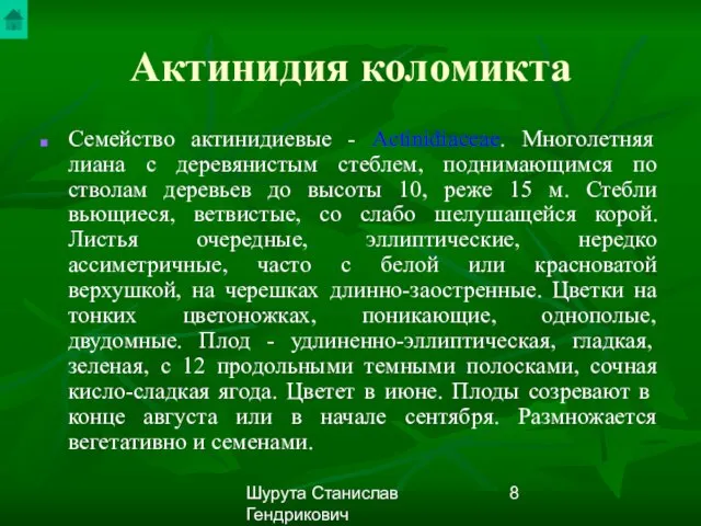 Шурута Станислав Гендрикович Актинидия коломикта Семейство актинидиевые - Actinidiaceae. Многолетняя лиана с