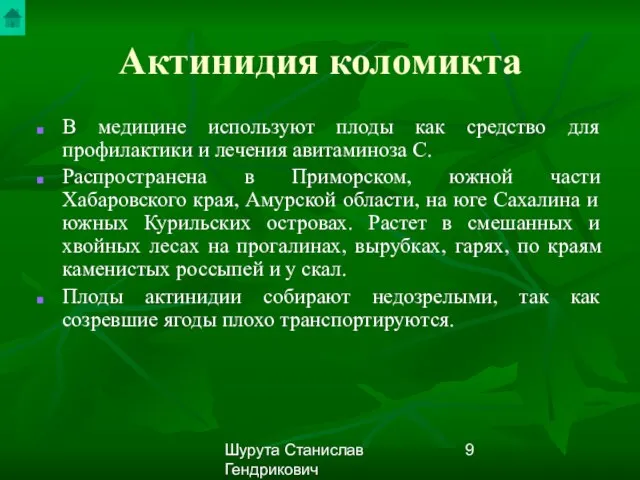 Шурута Станислав Гендрикович Актинидия коломикта В медицине используют плоды как средство для