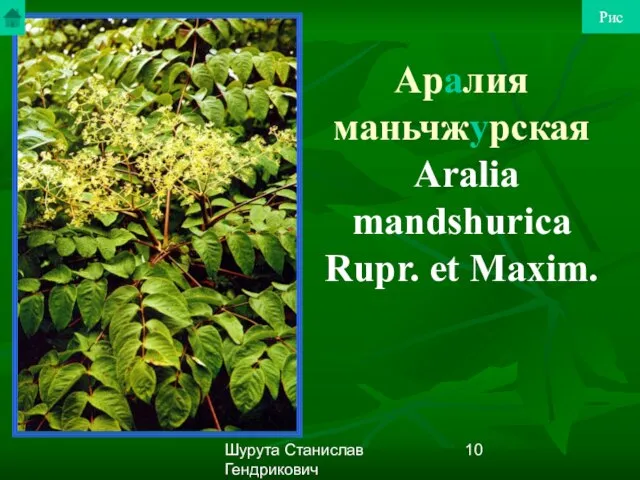 Шурута Станислав Гендрикович Аралия маньчжурская Aralia mandshurica Rupr. et Maxim. Рис