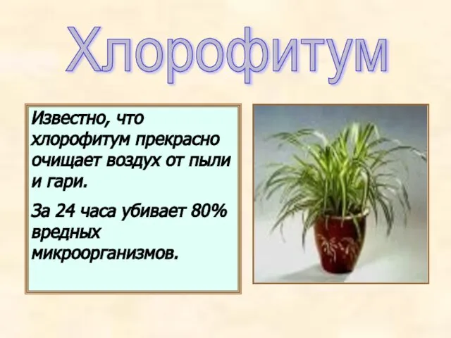 Известно, что хлорофитум прекрасно очищает воздух от пыли и гари. За 24