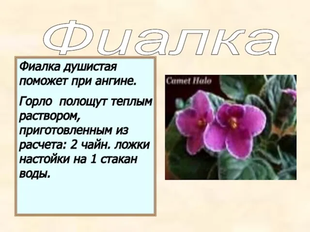 Фиалка душистая поможет при ангине. Горло полощут теплым раствором, приготовленным из расчета: