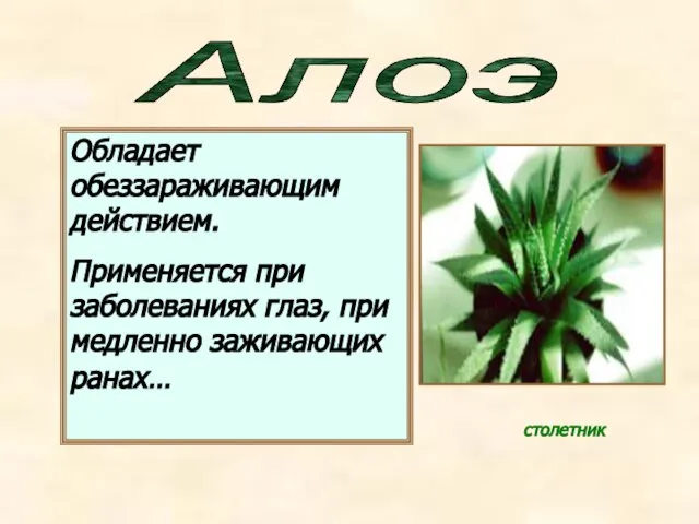 Алоэ столетник Обладает обеззараживающим действием. Применяется при заболеваниях глаз, при медленно заживающих ранах…