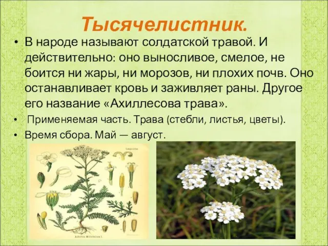 Тысячелистник. В народе называют солдатской травой. И действительно: оно выносливое, смелое, не