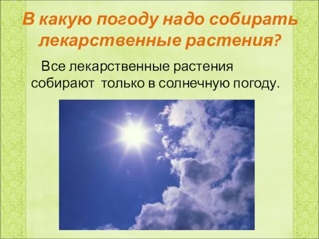 В какую погоду надо собирать лекарственные растения? Все лекарственные растения собирают только в солнечную погоду.