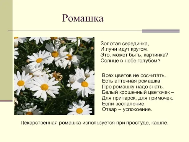 Ромашка Золотая серединка, И лучи идут кругом. Это, может быть, картинка? Солнце